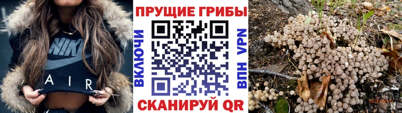 сколько стоит  Керчь  Псилоцибиновые грибы Magic Shrooms 